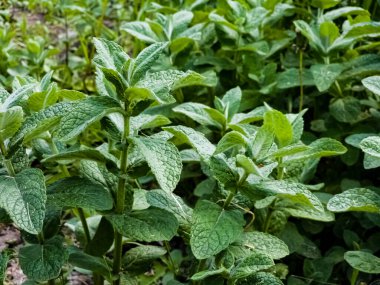 Bahçeye nane şekeri yakın plan. Elma nanesi, ya da Mentha suaveolens, ya da nane şekeri sağlık faydaları açısından zengin bitkisel bitkilerdir..