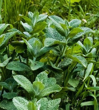 Bahçeye nane şekeri yakın plan. Elma nanesi, ya da Mentha suaveolens, ya da nane şekeri sağlık faydaları açısından zengin bitkisel bitkilerdir..
