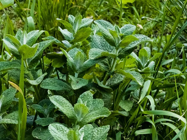 stock image Mint close-up in the garden. Apple mint, or Mentha suaveolens, or downy mint are herbal plants that are rich in health benefits.