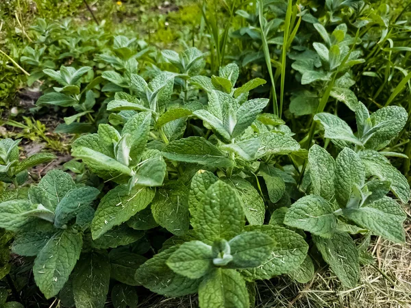 Bahçeye nane şekeri yakın plan. Elma nanesi, ya da Mentha suaveolens, ya da nane şekeri sağlık faydaları açısından zengin bitkisel bitkilerdir..