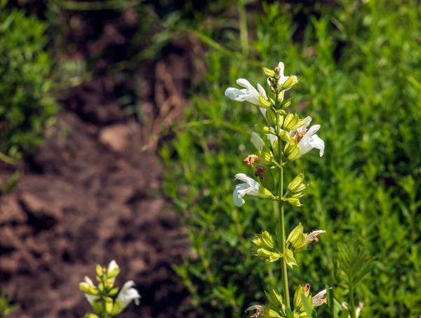 Schöne Blüten Lila Salbeiblüten Oder Salbeiblüten Mit Grünen Blättern Garten — Stockfoto