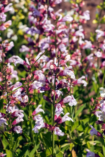 Beautiful Flower, Purple Sage Flowers or Salvia Flowers with Green Leaves in The Garden.