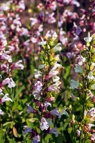 庭に緑の葉を持つ美しい花 紫のセージの花やサルビアの花 — ストック写真