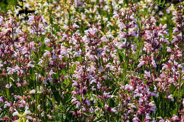 庭に緑の葉を持つ美しい花 紫のセージの花やサルビアの花 — ストック写真