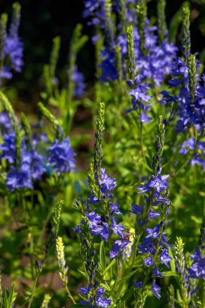 青い花ヴェロニカ キャメデリーズ天気の良い日に牧草地で閉じます — ストック写真