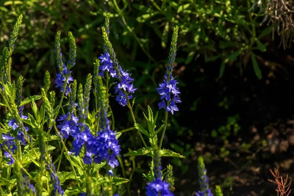 Синие Цветы Veronica Chamaedrys Закрываются Лугу Солнечную Погоду — стоковое фото
