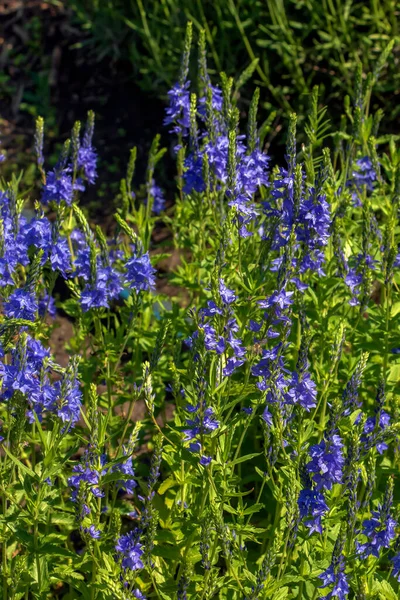 Modré Květy Veronica Chamaedrys Zblízka Louce Slunečného Počasí — Stock fotografie