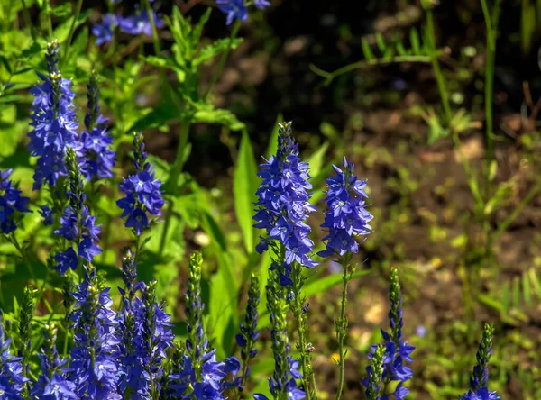 青い花ヴェロニカ キャメデリーズ天気の良い日に牧草地で閉じます — ストック写真