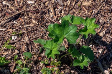 Alchemilla vulgaris, bayanın mantosu, bitkisel bitki. Yeşil arka plan. Dalgalı bir kenarı var. Sarı-yeşil çiçekler cilt bakımı şemsiyelerinde toplanır.