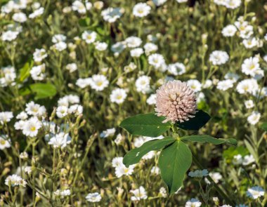 Trifolium pratense, kırmızı yonca. Yazın çayırdaki değerli çiçekleri toplayın. Şifalı ve bal taşıyan bitki, yem ve halk tıbbında tıbbi olarak yontulmuş yabani otlar..