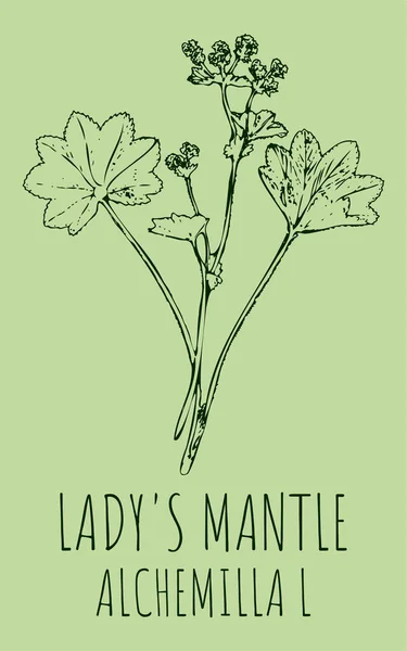 Drawings LADY\'S MANTLE. Hand drawn illustration. Latin name Alchemilla vulgaris L.