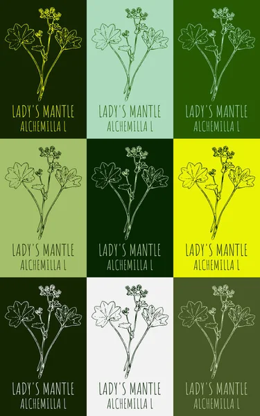 Set of drawing of LADY\'S MANTLE in various colors. Hand drawn illustration. Latin name Alchemilla vulgaris L.