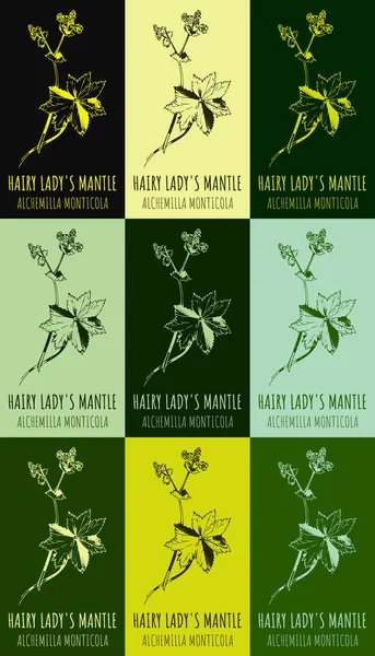Set of drawing of HAIRY LADY\'S MANTLE in various colors. Hand drawn illustration. Latin name Alchemilla monticola.