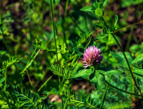 Trifolium Pratense Κόκκινο Τριφύλλι Συλλέξτε Πολύτιμα Λουλούδια Λιβάδι Καλοκαίρι Φαρμακευτικά — Φωτογραφία Αρχείου