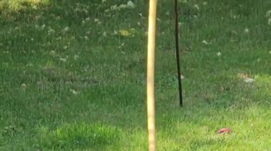 Kişisel bir komplonun otomatik sulanması. Çimenleri, çiçekleri ve ağaçları sulamak. Sulama sistemi çimleri, çiçekleri ve ağaçları suluyor..