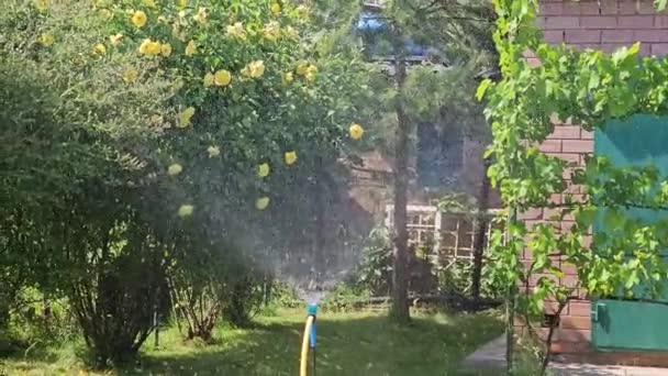 Automatische Bewässerung Eines Persönlichen Grundstücks Gras Blumen Und Bäume Gießen — Stockvideo