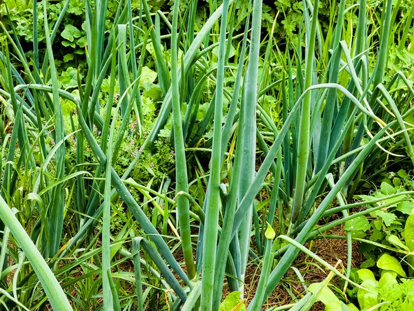 Zelená Čerstvá Cibule Roste Zahradě Jedlá Rostlina Příroda Pěstování Fotografie — Stock fotografie
