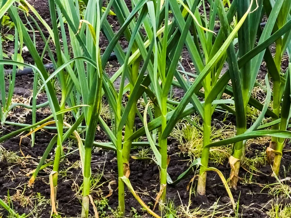 Garlic Grows Garden Bed Agricultural Field Several Rows Garlic — Stock Photo, Image