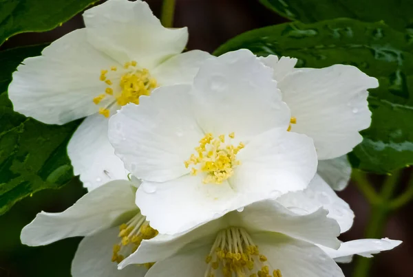 Close-up of Jasmine flowers in June. Jasmine flowers. White flowers. Photo of nature.