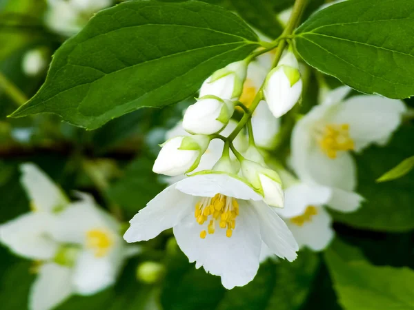 Close-up of Jasmine flowers in June. Jasmine flowers. White flowers. Photo of nature.