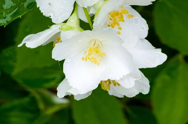 Primer Plano Las Flores Jazmín Junio Flores Jazmín Flores Blancas —  Fotos de Stock