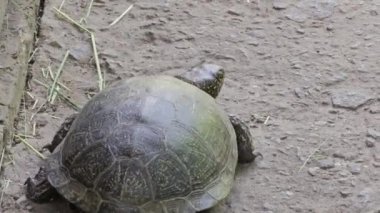Avrupa 'daki gölet kaplumbağası Emys orbicularis beton bir yüzey ve çimlerin üzerinde sürünür. Büyük bir nehir kaplumbağası kafasını kabuğundan çıkarmış ve yavaşça hareket ediyor..