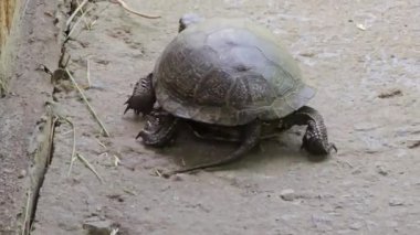 Avrupa 'daki gölet kaplumbağası Emys orbicularis beton bir yüzey ve çimlerin üzerinde sürünür. Büyük bir nehir kaplumbağası kafasını kabuğundan çıkarmış ve yavaşça hareket ediyor..