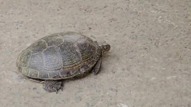 Avrupa 'daki gölet kaplumbağası Emys orbicularis beton bir yüzey ve çimlerin üzerinde sürünür. Büyük bir nehir kaplumbağası kafasını kabuğundan çıkarmış ve yavaşça hareket ediyor..