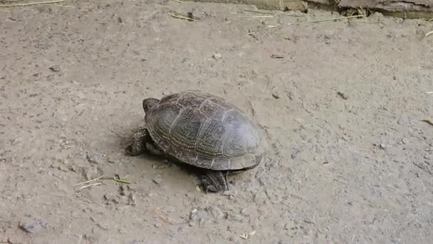 European Pond Turtle Emys Orbicularis Crawls Concrete Surface Grass Large — Stock Video