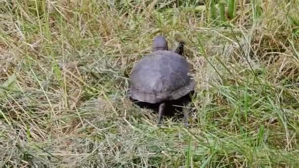 欧洲的池塘龟Emys Orbicularis在混凝土表面和草地上爬行 一只大河龟把头伸出壳 动作缓慢 — 图库视频影像