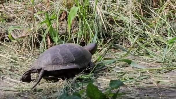 Den Europeiska Dammen Sköldpaddan Emys Orbicularis Kryper Betongyta Och Gräs — Stockvideo