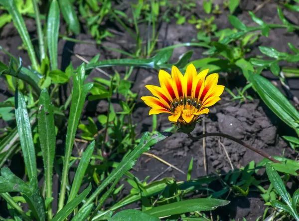 Bir Gazania Çiçeğine Yaklaş Gazania Asteraceae Familyasından Güney Afrika Yetişen — Stok fotoğraf