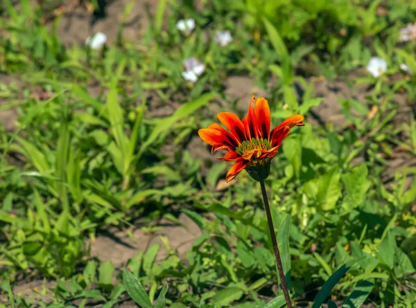 Bir Gazania Çiçeğine Yaklaş Gazania Asteraceae Familyasından Güney Afrika Yetişen — Stok fotoğraf