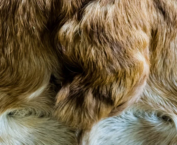 一只健康纯种的法国斗牛犬的尾巴的特写 一条自然破碎的尾巴是这个品种的标志 兽医诊所的内容 — 图库照片