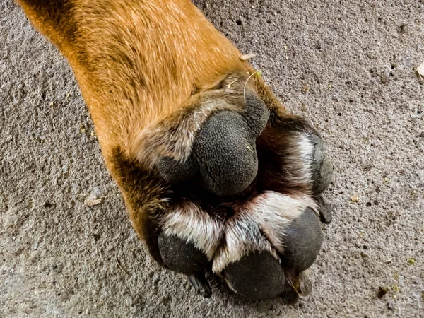 Close Paw Healthy French Bulldog Regular Long Nails Content Veterinary — Stock Photo, Image