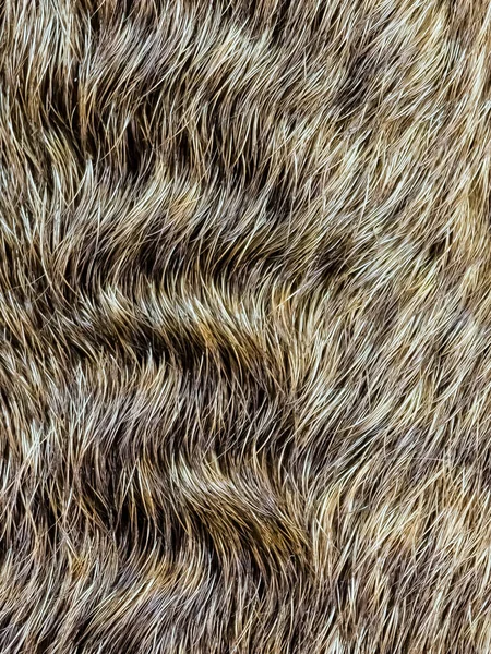 Background from dog hair. Fawn dog background. The coat of a dog with curly hairs.