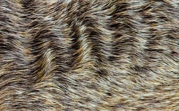 Background from dog hair. Fawn dog background. The coat of a dog with curly hairs.