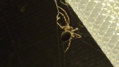Örümcek gece ağını örüyor. Çalışmalar devam ediyor, böcek bacakları sürekli hareket ediyor, akşam avına hazırlanıyor. Kaotik, karmaşık ve ürkütücü örümcek ağı manzarası. Cadılar Bayramı, kabus ve korku konsepti.