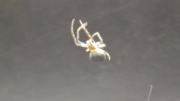 Spider Gira Telaraña Por Noche Trabajos Curso Patas Insectos Movimiento — Vídeo de stock