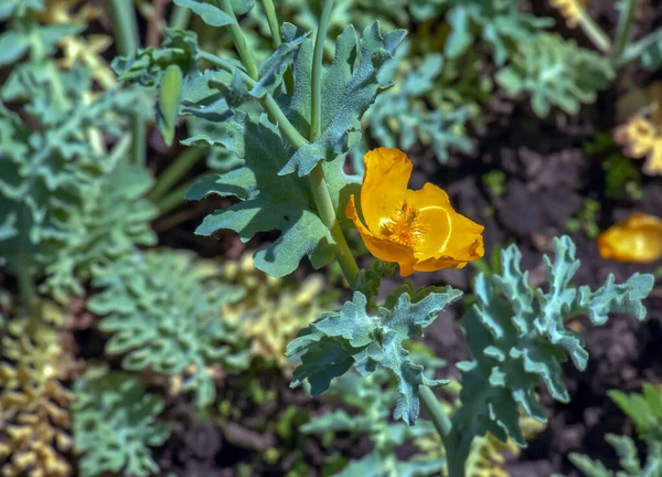 Glaucium flavum, yellow horned poppy, Papaveraceae. Wild plant listed in the Red Book.