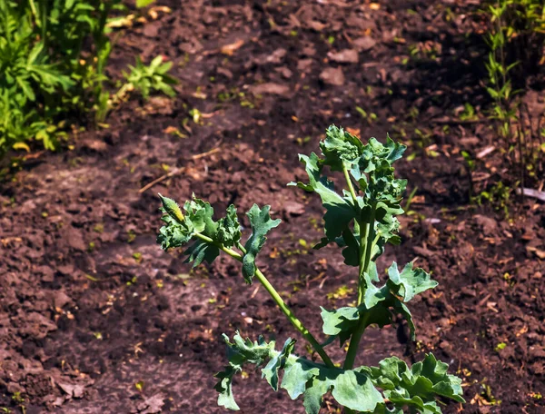 Glaucium Flavum Sarı Boynuzlu Haşhaş Papaveraceae Kırmızı Kitap Listelenmiş Yabani — Stok fotoğraf