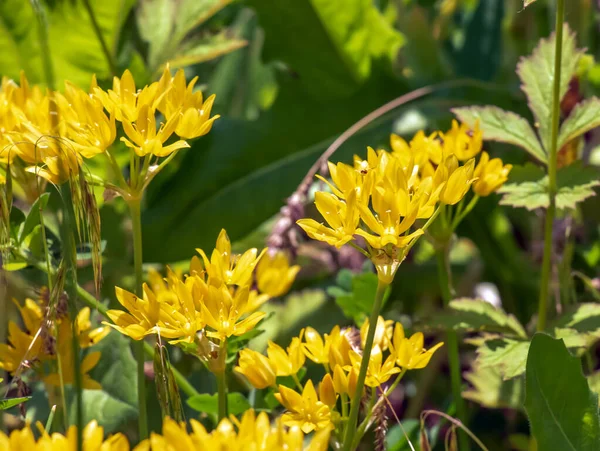 6月に黄色いアリウム モリーが庭に咲きます 黄色のニンニク 黄金のニンニク ユリの葉としても知られているアリウム モリーLは アリウム属の開花植物の種です — ストック写真