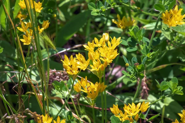 Júniusban Virágzik Kertben Sárga Allium Molibdén Allium Moly Más Néven — Stock Fotó