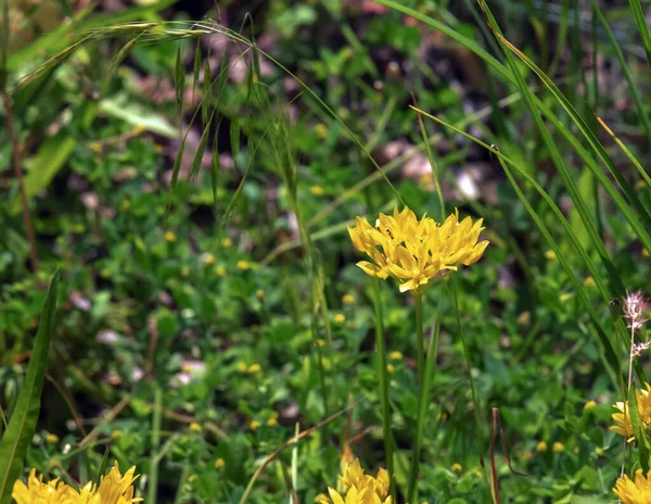 Yellow Allium Moly Blooms Garden June Allium Moly Also Known — Stock Photo, Image