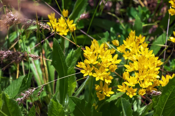 Júniusban Virágzik Kertben Sárga Allium Molibdén Allium Moly Más Néven — Stock Fotó