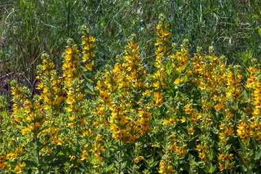 Yaz bahçede Lysimachia Punctata güzel sarı çok yıllık çiçekler büyür.