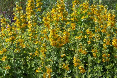 Yaz bahçede Lysimachia Punctata güzel sarı çok yıllık çiçekler büyür.