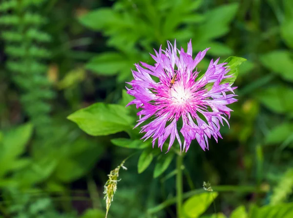 Λουλούδι Του Ψεφέλλου Όμορφο Φωτεινό Ροζ Psephellus Dealbatus Κοντινό Πλάνο — Φωτογραφία Αρχείου