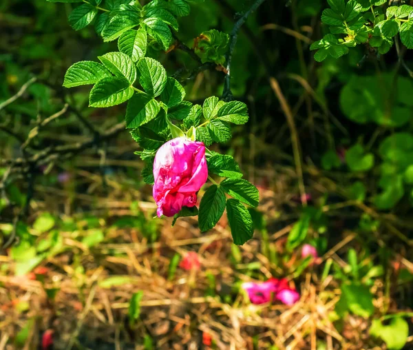 Rózsaszín Rózsa Rugosa Virágzó Rosa Rugosa Japán Rózsa Nyári Virágok — Stock Fotó