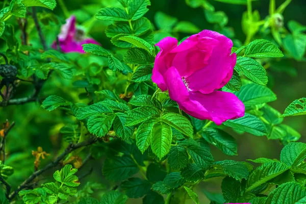 Różowa Róża Rugosa Kwitnąca Rosa Rugosa Japońska Róża Kwiaty Letnie — Zdjęcie stockowe